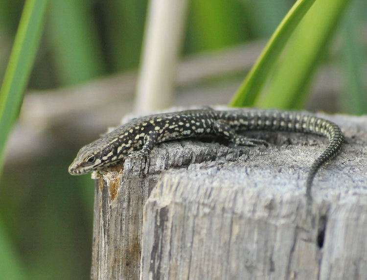 Podarcis muralis per Lori